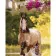 Paint by numbers Strateg PREMIUM Horse near flowerswith varnish size 40х50 sm SY6570