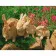 Paint by numbers Strateg PREMIUM Bunny familywith varnish size 40х50 sm SY6583