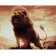 Картина за номерами Strateg ПРЕМІУМ Сила і могутність лева з лаком розміром 40х50 см (SY6593)