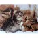 Paint by numbers Strateg PREMIUM Feline tenderness with varnish size 40х50 sm (SY6597)