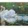 Paint by numbers Strateg PREMIUM Swan family with varnish size 40х50 sm (SY6630)