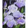 Paint by numbers Strateg PREMIUM Gentle irises with varnish size 40x50 cm (SY6661)