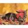 Paint by numbers Strateg PREMIUM Cat with a leaf with varnish size 40х50 sm (SY6728)