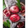 Paint by numbers Strateg PREMIUM Pomegranate taste with varnish size 40х50 sm (SY6730)