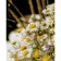 Paint by numbers Strateg PREMIUM Field daisies with varnish size 40х50 sm (SY6754)