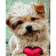 Paint by numbers Strateg PREMIUM Terrier with a heart with varnish size 40х50 sm (SY6811)