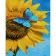 Paint by numbers Strateg PREMIUM Ukrainian sunflower with varnish size 40х50 sm (SY6832)