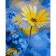 Paint by numbers Strateg PREMIUM Bright calendula with varnish size 40х50 sm (SY6840)