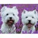 Paint by numbers Strateg PREMIUM Two white terriers with varnish size 40х50 sm (SY6867)