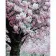 Paint by numbers Strateg PREMIUM Flowering tree with varnish size 40х50 sm (SY6898)