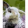 Paint by numbers Strateg PREMIUM Bunny in flowers with varnish size 40х50 sm (SY6899)