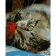 Paint by numbers Strateg PREMIUM A cat with a flower with varnish size 40х50 sm (SY6916)