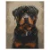 Paint by number Premium VA-0011 "Rottweiler", 40x50 cm