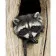 Paint by number VA-0249 "Mysterious Raccoon", 40x50 cm