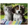 Paint by number VA-0288 "Kitten and puppy", 40x50 cm