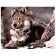 Paint by number Premium VA-0335 "Wolf", 40x50 cm
