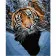 Картина за номерами Преміум Тигр у воді 40х50 см VA-0442