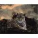 Картина за номерами Преміум Втомлений леопард 40х50 см VA-0447