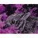Paint by number Premium VA-0449 "Rabbit in flowers", 40x50 cm
