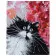 Картина за номерами Чорно-білий котик 40х50 см VA-0504