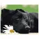 Картина по номерам Премиум Черный щенок 40х50 см VA-0518