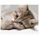 Картина за номерами Преміум Маленьке кошеня 40х50 см VA-0522