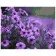 Картина за номерами Преміум Фіолетові квіти 40х50 см VA-0533