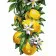 Картина «Лимони» за номерами, 40х50 см