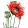 Картина за номерами Преміум Макова квітка 40х50 см VA-0869