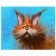 Paint by number VA-0881 "Funny red cat", 40x50 cm