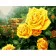 Картина за номерами Преміум Жовті троянди в саду 40х50 см VA-0897