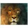 Картина за номерами Лев - цар звірів 40х50 см VA-0899