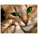 Картина за номерами Преміум Кішка з кошеням 40х50 см VA-0915