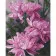 Картина по номерам Три розовых цветка 40х50 см VA-1187