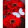 Paint by number Premium VA-1190 "White butterfly on red gerberas", 40x50 cm
