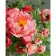 Картина за номерами Преміум Чайні троянди 40х50 см VA-1371