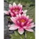 Paint by number Premium VA-1378 "Pink water lilies", 40x50 cm