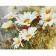 Paint by number VA-1576 "Daisies in the field", 40x50 cm
