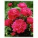 Картина за номерами Преміум Яскраво-рожеві півонії 40х50 см VA-1577
