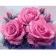 Картина за номерами Преміум Три рожеві троянди 40х50 см VA-1579
