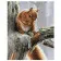Paint by number VA-1635 "Squirrel on a branch", 40x50 cm