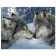 Картина за номерами Поцілунок вовків 40х50 см VA-1651