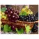 Paint by number VA-1691 "Grape still life", 40x50 cm