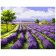 Paint by number Premium VA-1731 "Lavender fields", 40x50 cm