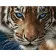 Картина за номерами Блакитноокий тигр 40х50 см VA-1735