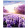 Paint by number Premium VA-1770 "Hyacinths at dawn", 40x50 cm