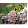 Paint by number Premium VA-1771 "Daisies -2", 40x50 cm