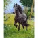 Картина за номерами Преміум Арабський кінь 40х50 см VA-1844