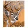 Paint by number Premium VA-2044 "Deer", 40x50 cm