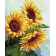 Paint by number Nice sunflowers 40x50 cm VA-2414